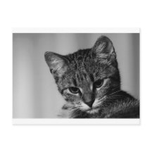 Laat me zien... (skeptische kat)