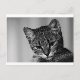 Laat me zien... (skeptische kat) briefkaart