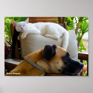 Laat Slaande Katten Liggen Poster