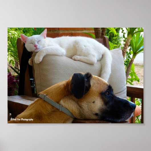 Laat Slaande Katten Liggen Poster (Voorkant)