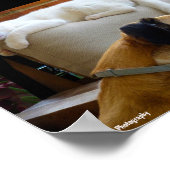 Laat Slaande Katten Liggen Poster (Hoek)