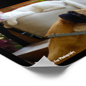 Laat Slaande Katten Liggen Poster (Hoek)