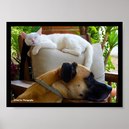 Laat Slaande Katten Liggen Poster (Voorkant)