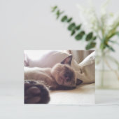 Laat slapende katten gaan liggen briefkaart (Staand voorkant)