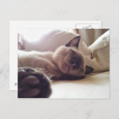 Laat slapende katten gaan liggen briefkaart (Voorkant / Achterkant)