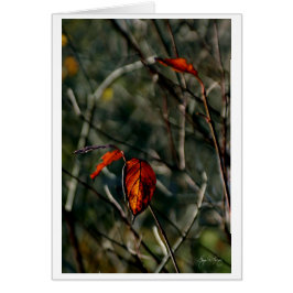 Laatste Dance van herfst