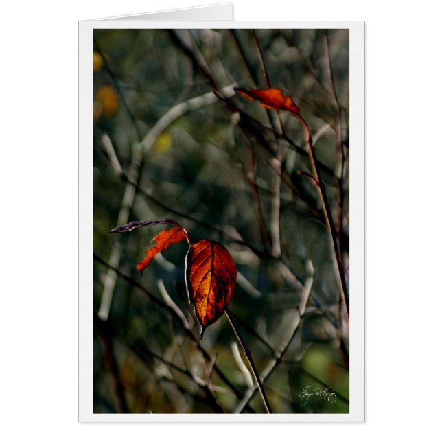 Laatste Dance van herfst (Voorkant)