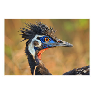 Laatste licht van de graslanden - Bengal Florican Foto Afdruk