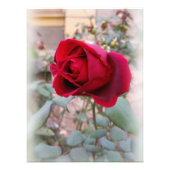 laatste rode roos foto afdruk (Voorkant)