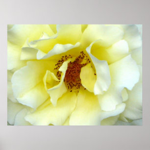 Laatste Roos van de zomer Poster