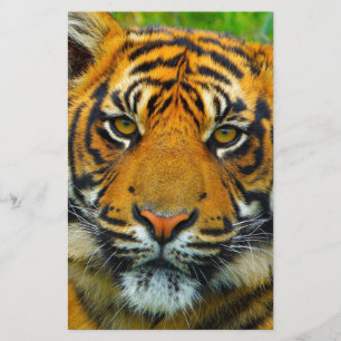 Laatste TIger Briefpapier