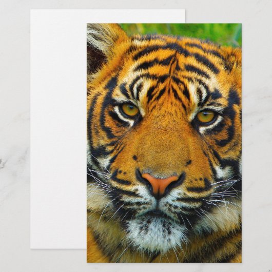 Laatste TIger Briefpapier (Voorkant / Achterkant)