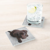 lab chocolade puppy tweede glazen onderzetter (Schuin)