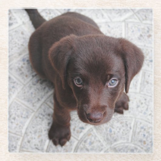 lab chocolade puppy tweede glazen onderzetter (Voorkant)