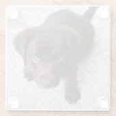 lab chocolade puppy tweede glazen onderzetter (Achterkant)
