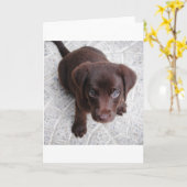 lab chocolade puppy zittend tweede kaart (Gele Bloem)
