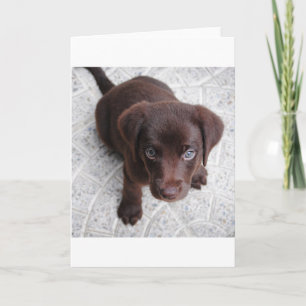 lab chocolade puppy zittend tweede kaart