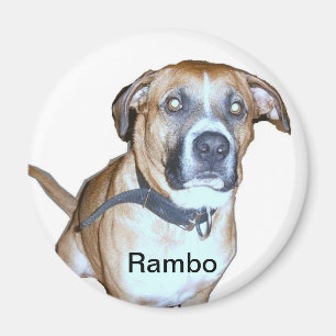 Lab Dog magnet