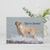 Lab gele hond water foto verjaardag kaart (Staand voorkant)