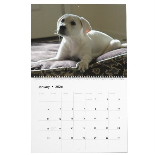 Lab Puppies Labrador Retriever Wall 2025 Calendar Kalender (Jan 2026)
