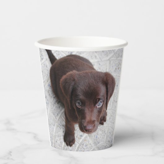 Lab Puppy Papieren Bekers (Voorkant)