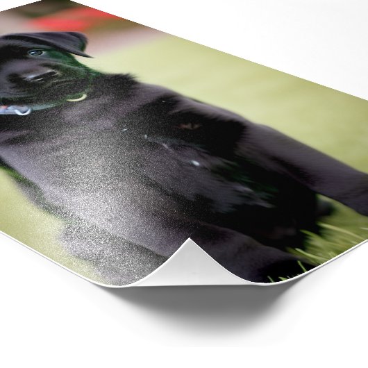 Lab Puppy Satin Foto Uitbreiding Afdruk (Hoek)