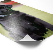 Lab Puppy Satin Foto Uitbreiding Foto Afdruk (Hoek)