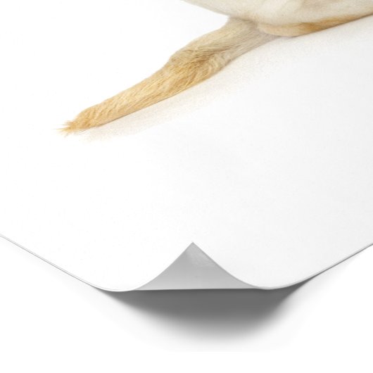 Lab Puppy Wearing Antlers Poster (Hoek)