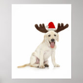 Lab Puppy Wearing Antlers Poster (Voorkant)