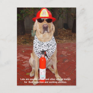 Lab Traits - Gebruik door politie en Vuurmannen Briefkaart