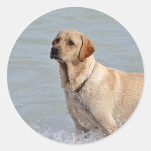 Lab Yellow Dog Water Foto Ronde Sticker