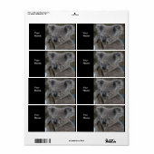Label Adres Stickers Koala Beren (Full Sheet)