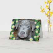 Labrabull Puppy met bloemen / foto van Pet Dog Kaart (Gele Bloem)