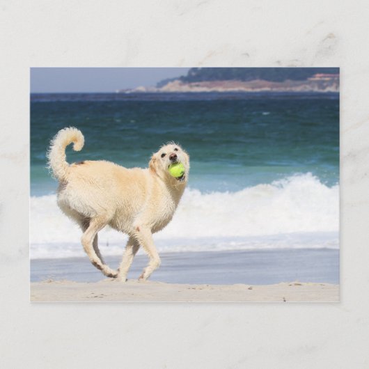 Labradoedle - Happy Day op strand Briefkaart (Voorkant)