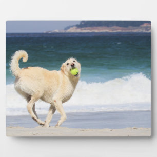 Labradoedle - Happy Day op strand Fotoplaat