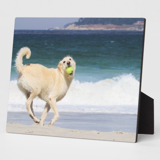 Labradoedle - Happy Day op strand Fotoplaat (Zijkant)