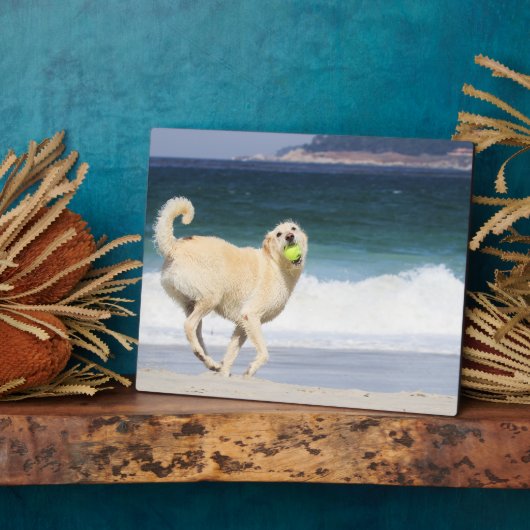 Labradoedle - Happy Day op strand Fotoplaat (Zijkant)