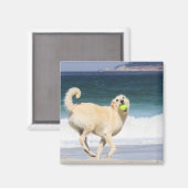 Labradoedle - Happy Day op strand Magneet (Voorkant / Achterkant)