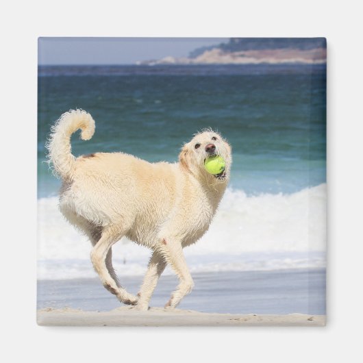 Labradoedle - Happy Day op strand Magneet (Voorkant)