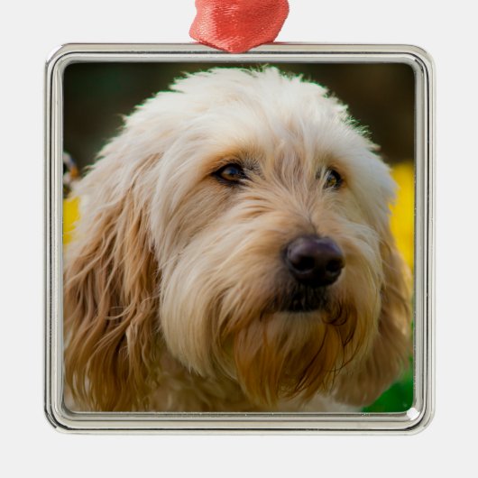 Labradole Puppy Dog Metalen Ornament (Voorkant)