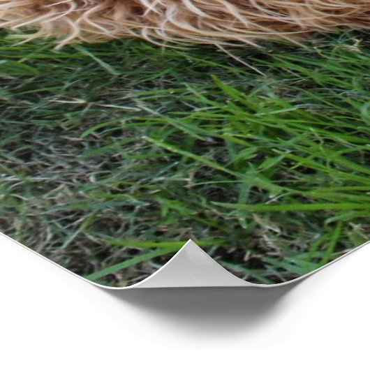 Labradole Puppy Dog Poster (Hoek)