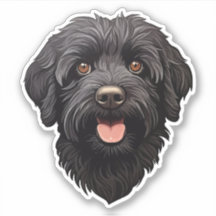 Labradoodle Black Dog