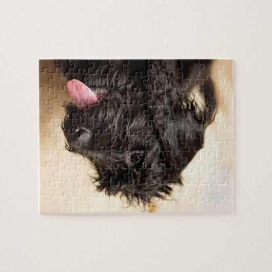 Labradoodle black jigsaw puzzle legpuzzel (Horizontaal)