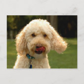 Labradoodle Briefkaart (Voorkant)