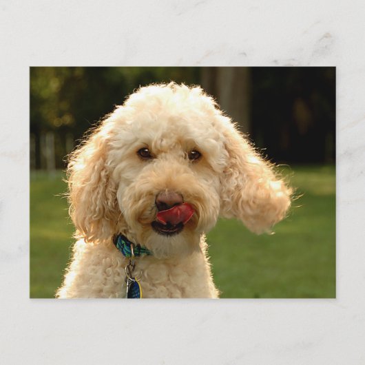 Labradoodle Briefkaart (Voorkant)