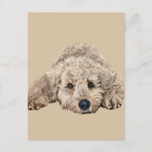 Labradoodle Briefkaart