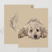 Labradoodle Briefkaart (Voorkant / Achterkant)