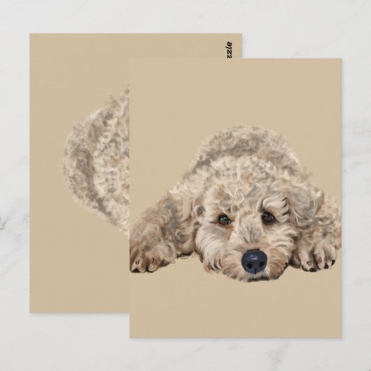 Labradoodle Briefkaart (Voorkant / Achterkant)