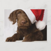 Labradoodle die een pet van de Kerstman dragen Feestdagenkaart (Voorkant)