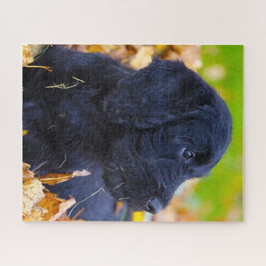 Labradoodle Dog. Legpuzzel (Horizontaal)